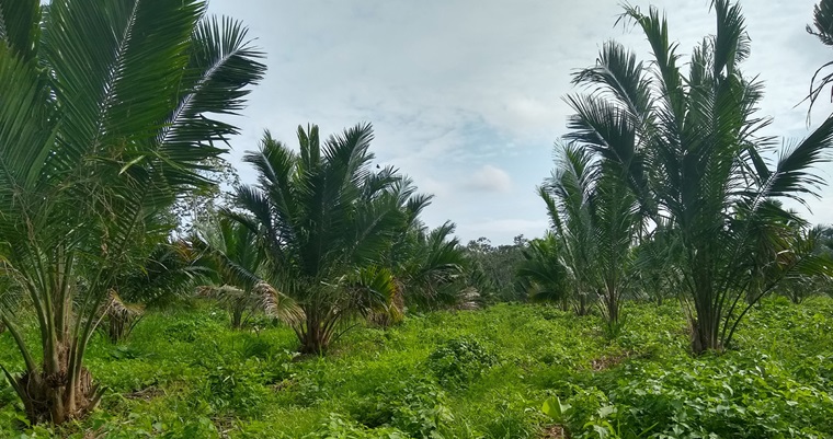 Identifican materiales genéticos “élite” de la palma americana de aceite