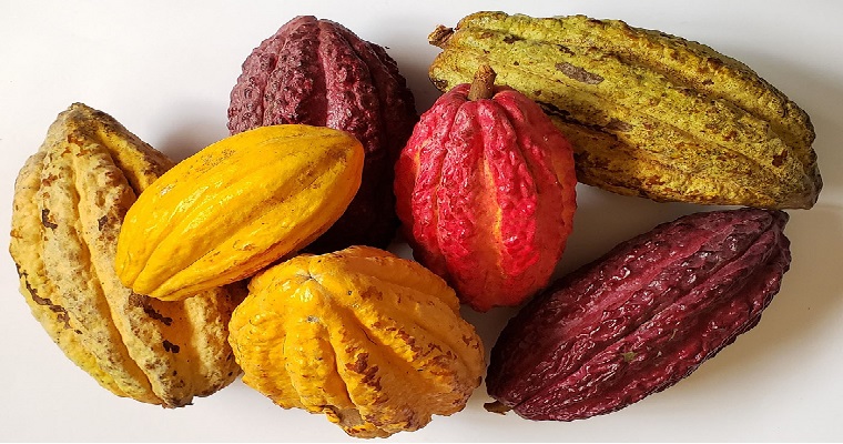 Identificados árboles sobresalientes de cacao de alta calidad ecuatoriano