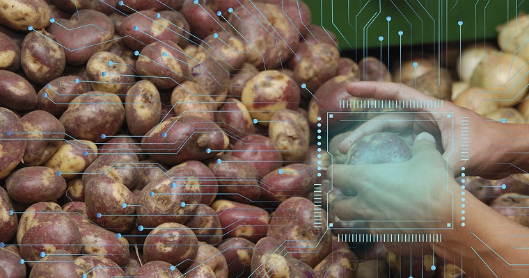 Algoritmo identifica marchitez temprana en cultivos de papa