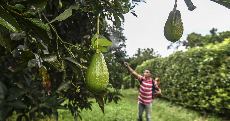Tecnología, aliada para aumentar producción de aguacate