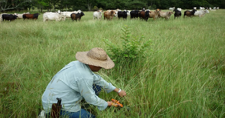 Malta en polvo a base de sorgo, prometedora propuesta alimenticia