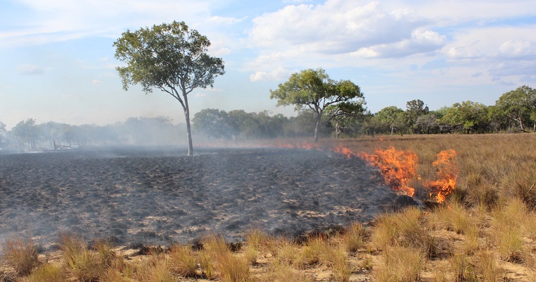 Especies de los páramos llegarían a desaparecer por incendios