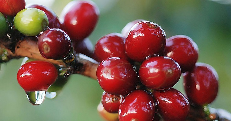 Hormigas, arañas y cucarrones, socios de los caficultores en el control de la broca