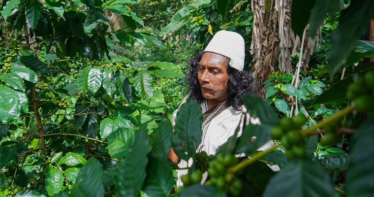 Café orgánico, un renglón económico con mucho futuro para la paz en el Cesar