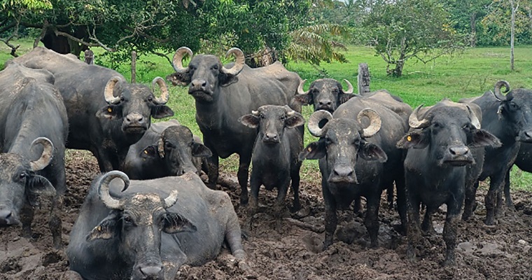Medicamento para la reproducción de vacas también es eficaz en búfalas