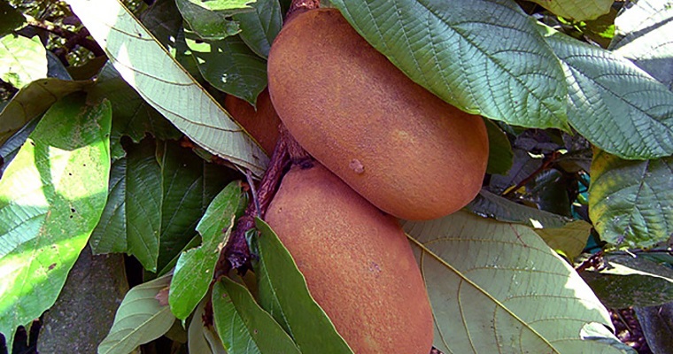 Goma de copoazú, rica, saludable y apta para diabéticos