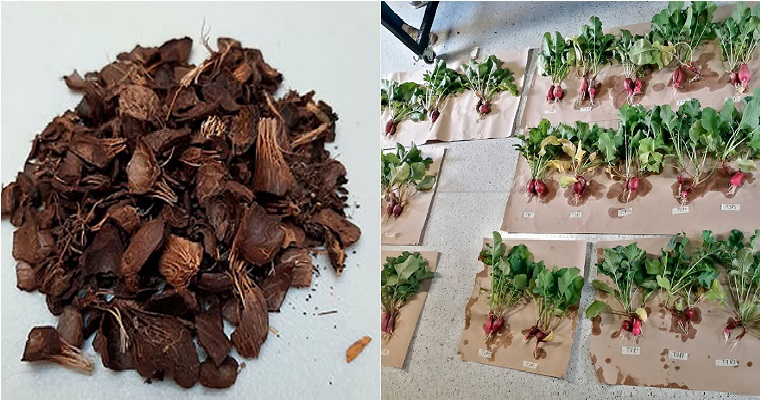 Biocarbón de residuos de palma mejora calidad de los suelos