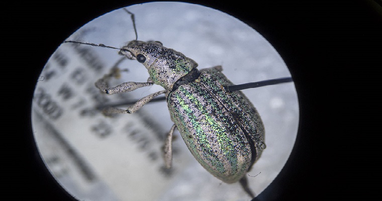 FOTOGALERÍA. El universo de los insectos: amplio campo de estudio para la economía agrícola