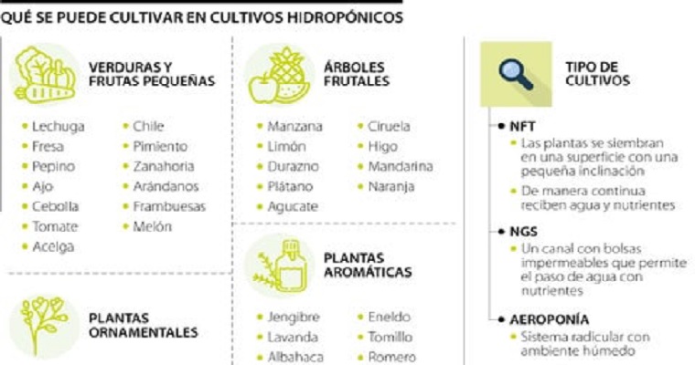 Las disoluciones de nutrientes figuran como la base del éxito en cultivos hidropónicos