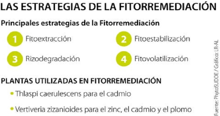 Fitorremediación, ecotecnología basada en plantas que limpian suelos de metales pesados