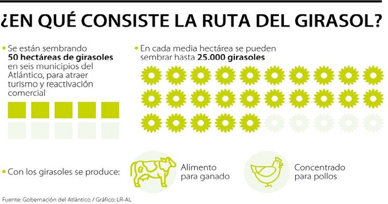 Girasoles que florecen en 45 días, la nueva apuesta de agroturismo en el atlántico