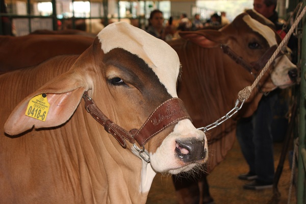 Avanza la Autorización Sanitaria y de Inocuidad en el país - 04 de septiembre de 2017