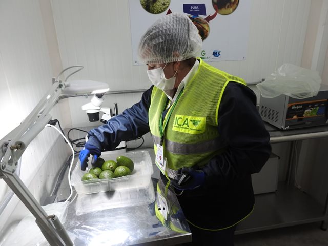 Del municipio de Salento, Quindío, sale nuevo cargamento de aguacate Hass hacia Los Estados Unidos