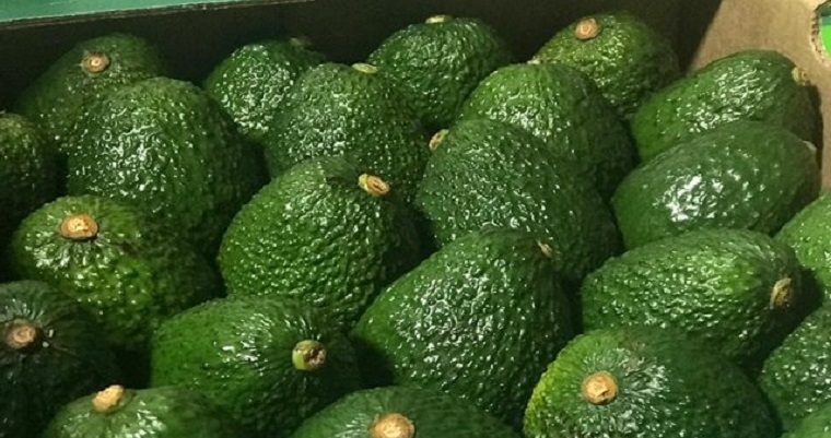 Aguacate Hass colombiano llega a la liga argentina