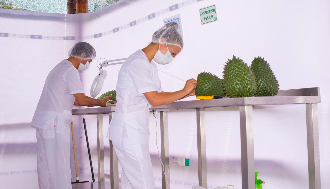 Anabana busca conquistar smoothies y jugos europeos con guanábana Colombiana