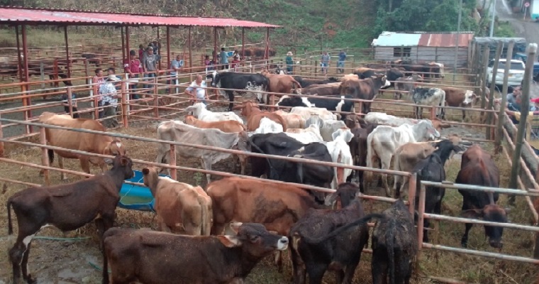 El ICA verifica el cumplimiento de las medidas sanitaras en las concentraciones ganaderas de Risaralda.