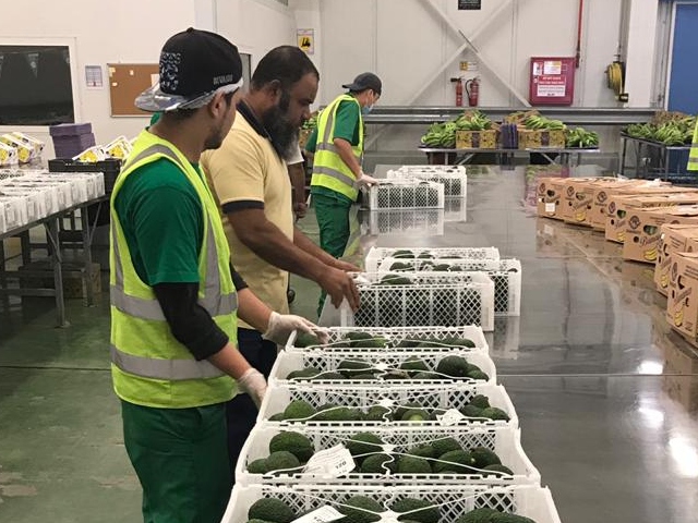 Primer cargamento de 24 toneladas de aguacate Hass colombiano llegó a Arabia Saudita