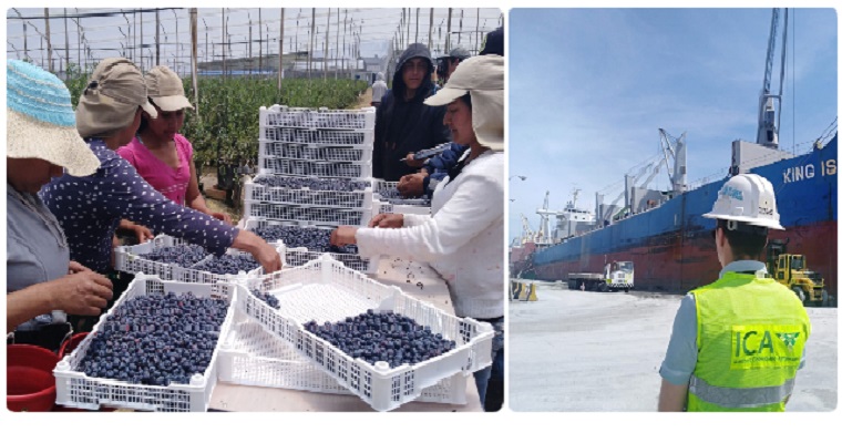 Colombia incrementará la exportación de arándanos frescos bajo tratamiento en frío a Los Estados Unidos de América