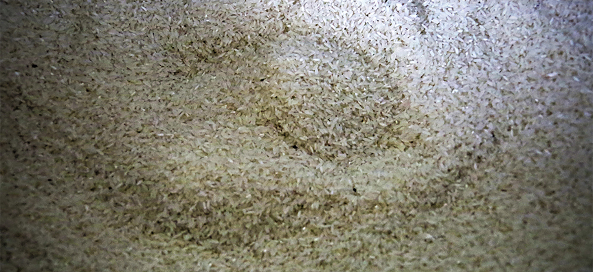 Aumentan los recursos de apoyo para la comercialización de arroz paddy verde en el segundo semestre de 2017 - 04 de octubre de 2017