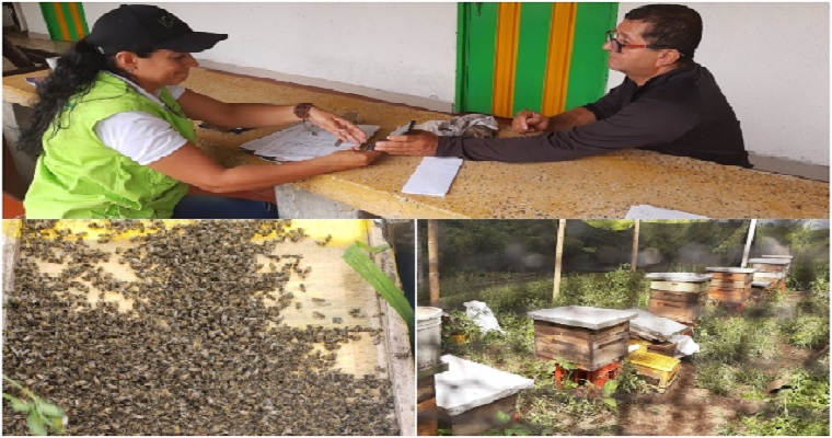 Autoridades atienden predios apícolas del Quindío para mitigar la muerte de abejas