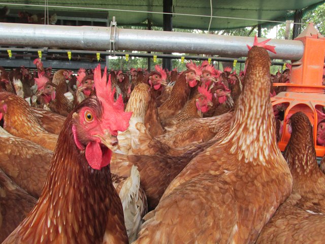 El ICA se mantiene al día en la prestación de servicios institucionales para el sector avícola