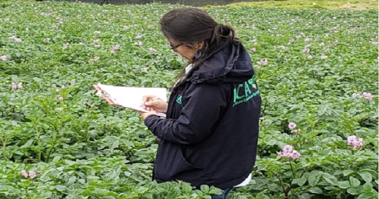 La producción de papa en Boyacá, producto priorizado por el ICA para fortalecer su calidad fitosanitaria