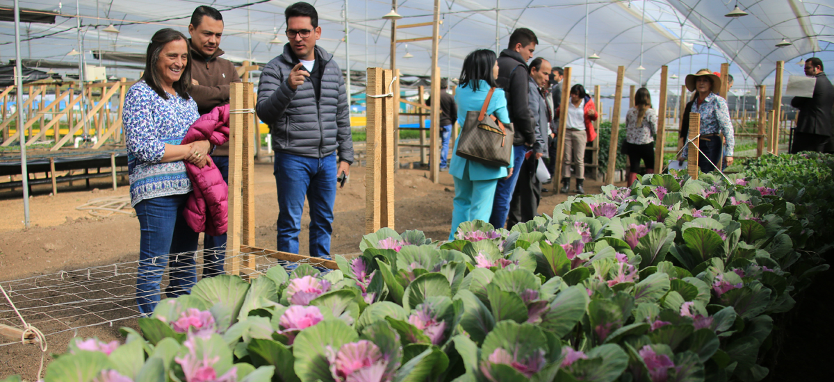 El sector floricultor exportará 35.000 toneladas a Estados Unidos en San Valentín - 02 de febrero de 2018