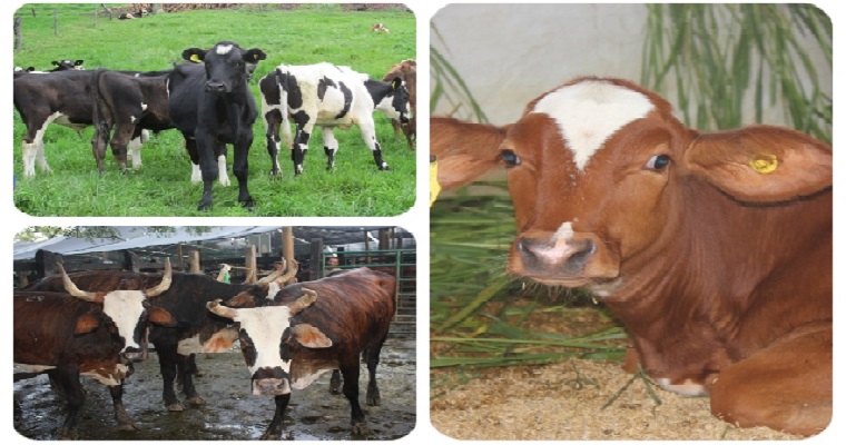 Ganaderos de Antioquia participaron en capacitación en registro de predios