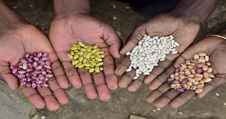 Agrobiodiversidad: una pieza fundamental para un futuro resiliente y más saludable