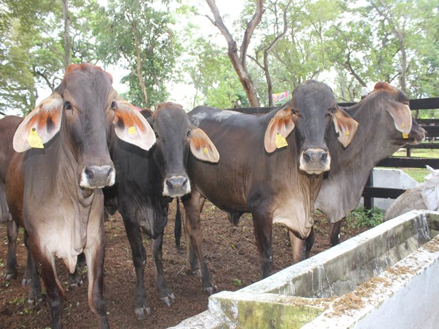 El 80% de los predios con más de mil bovinos y bufalinos recibieron la Autorización Sanitaria y de Inocuidad del ICA - 28 de noviembre de 2017