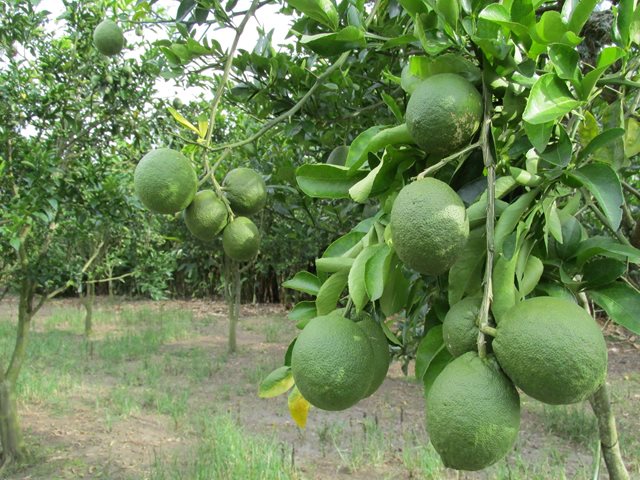 El ICA define estrategias para controlar el ácaro hindú - 14 de junio de 2017