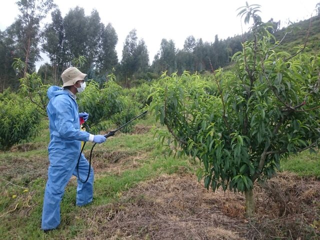 El ICA trabaja en la ejecución de estrategias de supresión, para controlar la mosca del Mediterráneo en Boyacá - 23 de noviembre de 2017