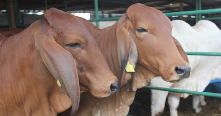 El ICA abrirá convocatoria para autorizar nuevos inspectores de los Programas Nacionales de Brucelosis y Tuberculosis Bovina