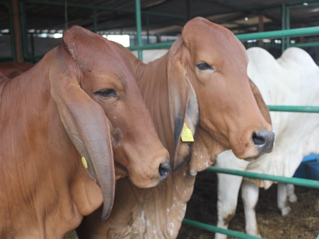 Ganaderos de Antioquia deben registrar sus predios y actualizar el inventario ganadero ante el ICA - 08 de agosto de 2017