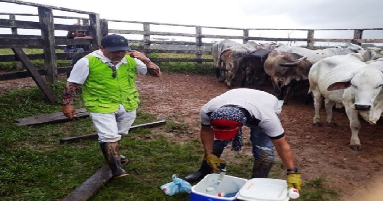 Con el apoyo del ICA, el Guaviare protege su hato bovino contra la fiebre aftosa y la brucelosis bovina