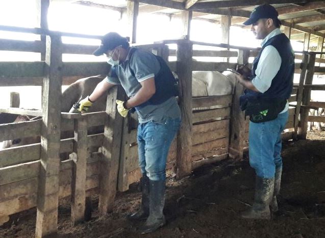 El ICA levanta la suspensión por invierno y amplía el ciclo de vacunación contra fiebre aftosa y brucelosis en algunos departamentos - 14 de junio de 2017