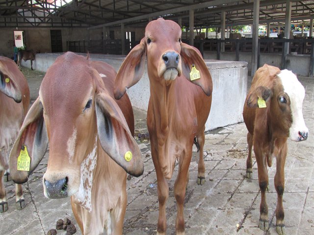 En San Andrés, el ICA visitó predios pecuarios para Autorización Sanitaria y de Inocuidad