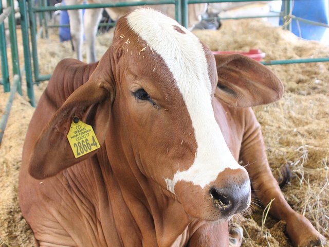 El ICA refuerza las medidas sanitarias en la zona afectada por la fiebre aftosa