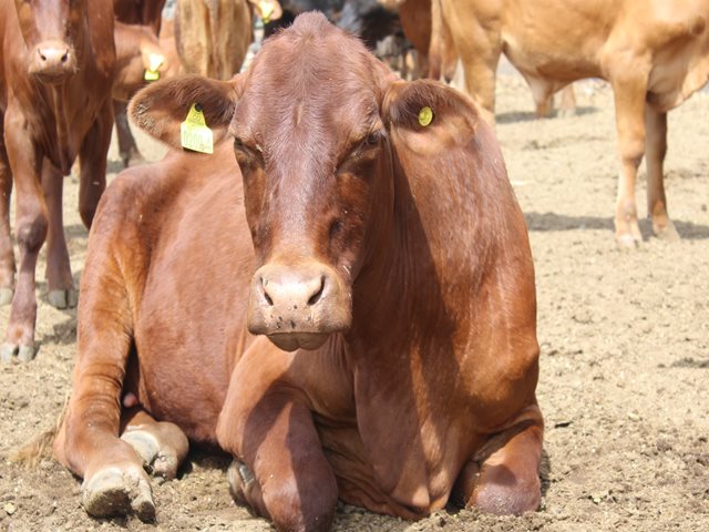 El ICA, en el Huila, trabaja en la identificación del inventario bovino y bufalino