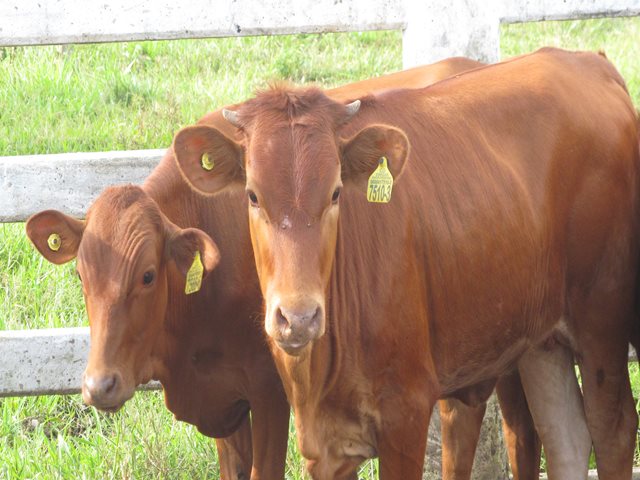 El ICA toma medidas preventivas por la sanidad agropecuaria de la zona de influencia de Hidroituango