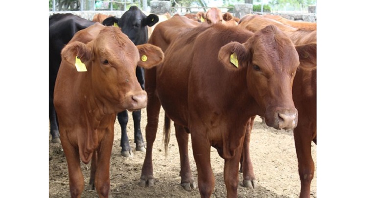 Colombia será sede para la celebración de la 46ª Comisión Sudamericana para la Lucha contra la Fiebre Aftosa