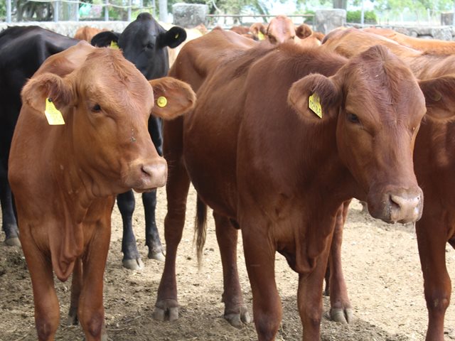 El ICA expedirá las Guías Sanitarias de Movilización de Animales a los departamentos del país ubicados en zonas de frontera