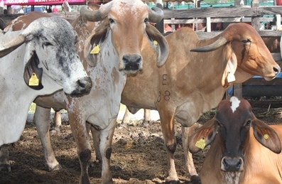 El ICA ha otorgado 91 autorizaciones sanitarias y de inocuidad en el Meta - 12 de mayo de 2017