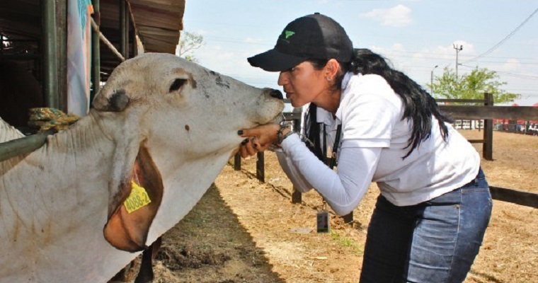 Colombia tiene Consejo Nacional y Comité Técnico de Bienestar Animal en animales de producción