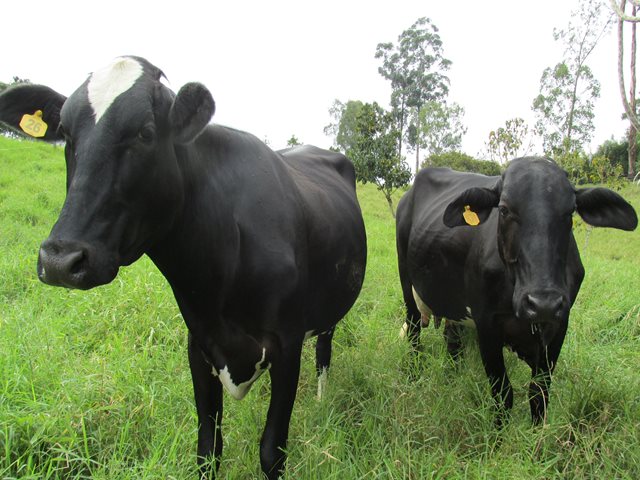 El inventario ganadero del Quindío retoma su rumbo - 30 de agosto de 2017