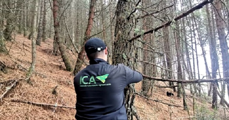 En Boyacá, el ICA trabaja por la sanidad de las plantaciones forestales con fines comerciales