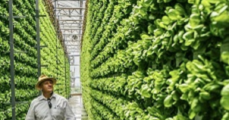 Las columnas de cultivo regulan la temperatura dentro de un innovador invernadero sudafricano