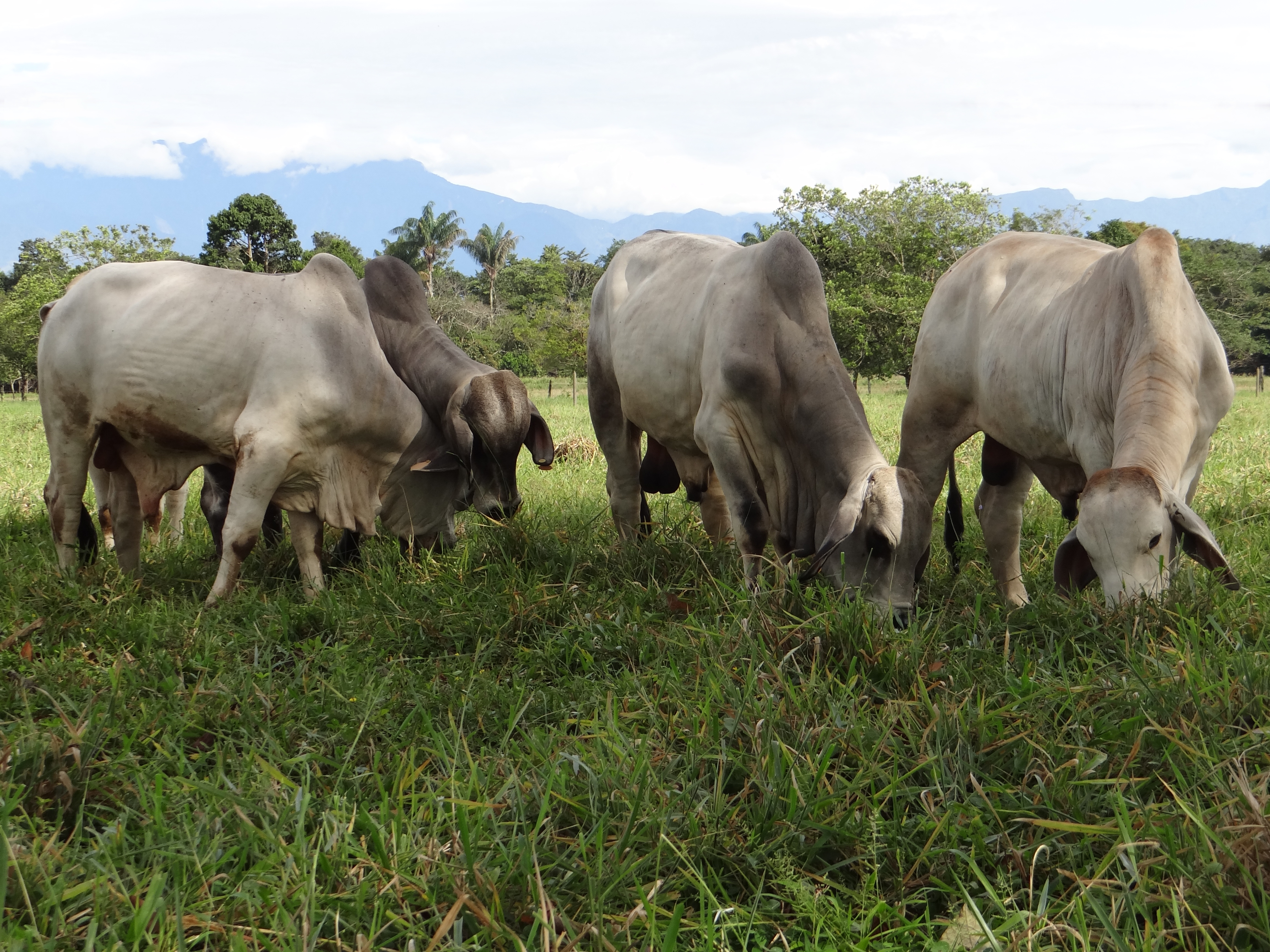 Alternativas biológicas para el control de parásitos internos en bovinos y ovinos - 18 de mayo de 2016