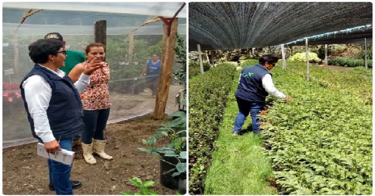 El ICA, en Boyacá, prioriza seguimiento y control a la producción y comercialización de semillas y plántulas.