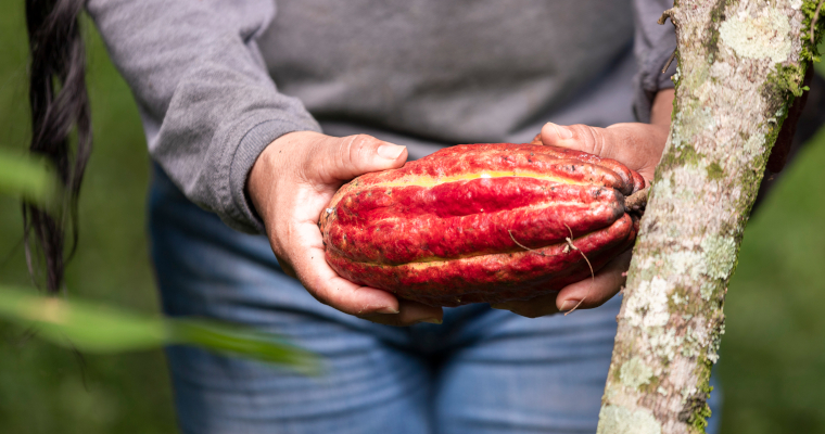 Precio de referencia semanal de compra de cacao - Fuente Industria Nacional - Exportadores